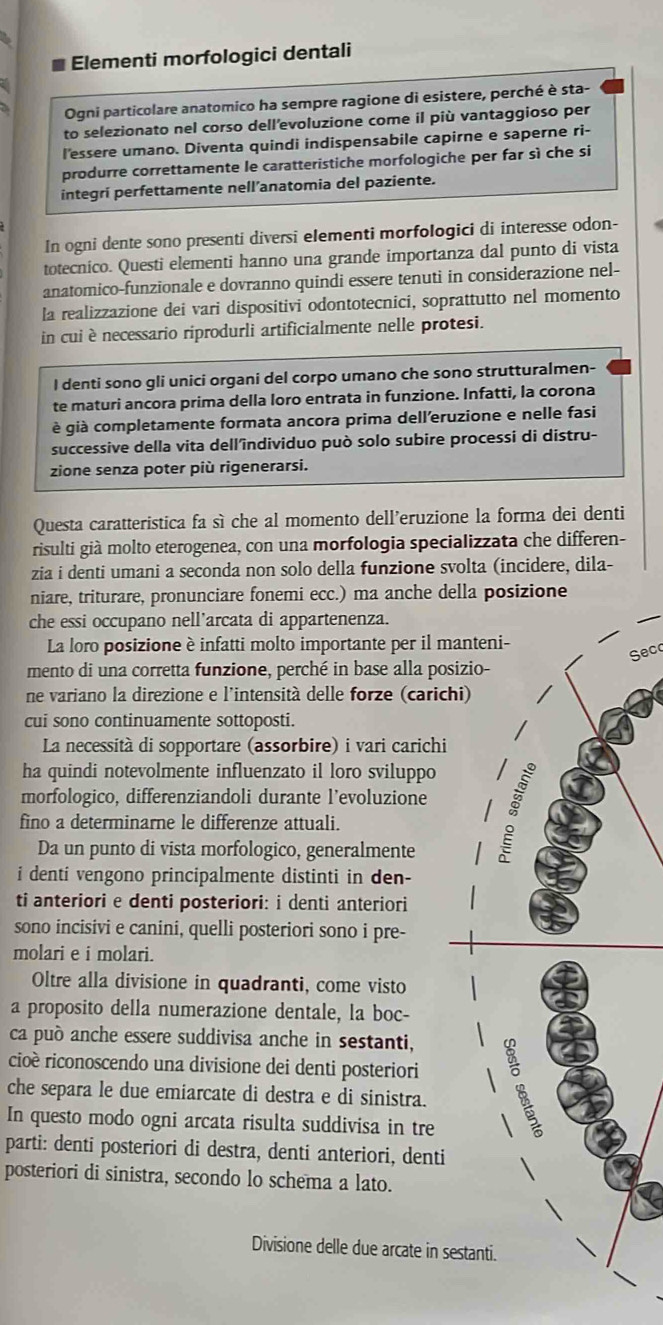 Elementi morfologici dentali
Ogni particolare anatomico ha sempre ragione di esistere, perché è sta-
to selezionato nel corso dell’evoluzione come il più vantaggioso per
l'essere umano. Diventa quindi indispensabile capirne e saperne ri-
produrre correttamente le caratteristiche morfologiche per far sì che si
integrí perfettamente nell’anatomia del paziente.
In ogni dente sono presenti diversi elementi morfologici di interesse odon-
totecnico. Questi elementi hanno una grande importanza dal punto di vista
anatomico-funzionale e dovranno quindi essere tenuti in considerazione nel-
la realizzazione dei vari dispositivi odontotecnici, soprattutto nel momento
in cui è necessario riprodurli artificialmente nelle protesi.
I denti sono gli unici organi del corpo umano che sono strutturalmen-
te maturi ancora prima della loro entrata in funzione. Infatti, la corona
è già completamente formata ancora prima dell'eruzione e nelle fasi
successive della vita dell'îndividuo può solo subire processi di distru-
zione senza poter più rigenerarsi.
Questa caratteristica fa sì che al momento dell’eruzione la forma dei denti
risulti già molto eterogenea, con una morfologia specializzata che differen-
zia i denti umani a seconda non solo della funzione svolta (incidere, dila-
niare, triturare, pronunciare fonemi ecc.) ma anche della posizione
che essi occupano nell’arcata di appartenenza.
La loro posizione è infatti molto importante per il manteni-
Sec
mento di una corretta funzione, perché in base alla posizio-
ne variano la direzione e l'intensità delle forze (carichi)
cui sono continuamente sottoposti.
La necessità di sopportare (assorbire) i vari carichi
ha quindi notevolmente influenzato il loro sviluppo 1 
morfologico, differenziandoli durante l’evoluzione   ;
fino a determinarne le differenze attuali.
Da un punto di vista morfologico, generalmente
i denti vengono principalmente distinti in den-
ti anteriori e denti posteriori: i denti anteriori
sono incisivi e canini, quelli posteriori sono i pre-
molari e i molari.
Oltre alla divisione in quadranti, come visto
a proposito della numerazione dentale, la boc-
ca può anche essere suddivisa anche in sestanti,
cioè riconoscendo una divisione dei denti posteriori 
che separa le due emiarcate di destra e di sinistra. 8
In questo modo ogni arcata risulta suddivisa in tre   
parti: denti posteriori di destra, denti anteriori, denti
posteriori di sinistra, secondo lo schema a lato.
Divisione delle due arcate in sestanti.