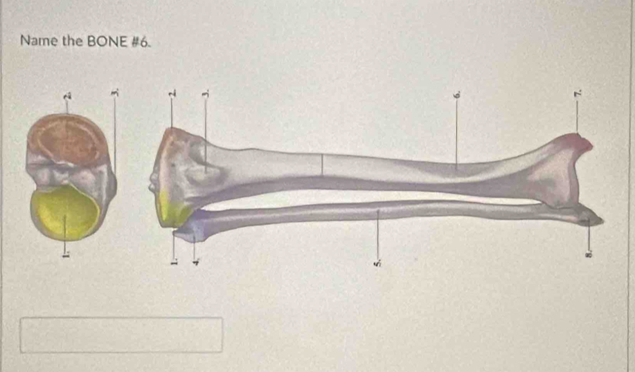 Name the BONE # 6.