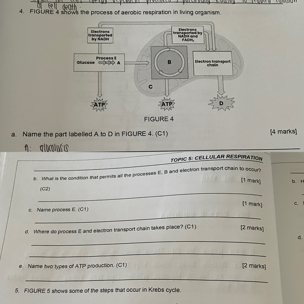 FIGURE 4 shows the process of aerobic respiration in living organism. 
a. Name the part labelled A to D in FIGURE 4. (C1) [4 marks] 
A 
TOPIC 5: CELLULAR RESPIRATION 
b. What is the condition that permits all the processes E, B and electron transport chain to occur? 
_ 
[1 mark] b. H
_ 
(C2) 
[1 mark] 
c. 
c. Name process E. (C1) 
_ 
d. Where do process E and electron transport chain takes place? (C1) [2 marks] 
_ 
d. 
_ 
e. Name two types of ATP production. (C1) [2 marks] 
_ 
5. FIGURE 5 shows some of the steps that occur in Krebs cycle.