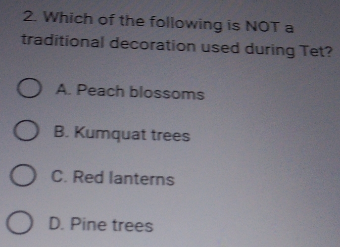 Which of the following is NOT a
traditional decoration used during Tet?
A. Peach blossoms
B. Kumquat trees
C. Red lanterns
D. Pine trees