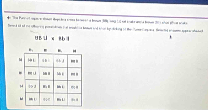 The Punnett square shown depicts a cross between a brown (BB), long (I,I) rat snake and a brown (BB), short (I) rat snake.
Select all of the offspring possibilities that would be brown and short by clicking on the Punnetf square. Selected answers appear shaded
BB Ll x Bb l