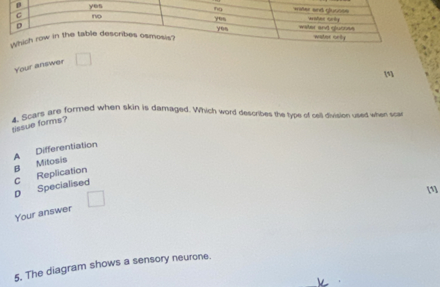 Your answer
[1]
tissue forms? 4. Scars are formed when skin is damaged. Which word describes the type of cell division used when scar
A Differentiation
B Mitosis D Specialised C Replication
[1]
Your answer
5. The diagram shows a sensory neurone.