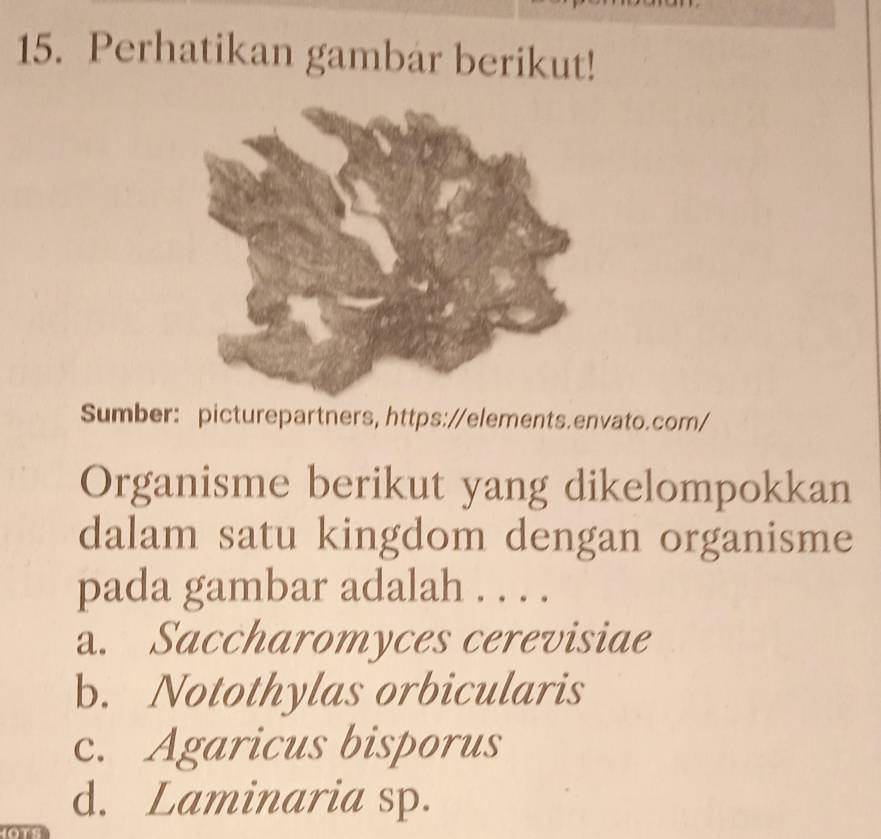 Perhatikan gambar berikut!
Sumber: picturepartners, https://elements.envato.com/
Organisme berikut yang dikelompokkan
dalam satu kingdom dengan organisme
pada gambar adalah . . . .
a. Saccharomyces cerevisiae
b. Notothylas orbicularis
c. Agaricus bisporus
d. Laminaria sp.