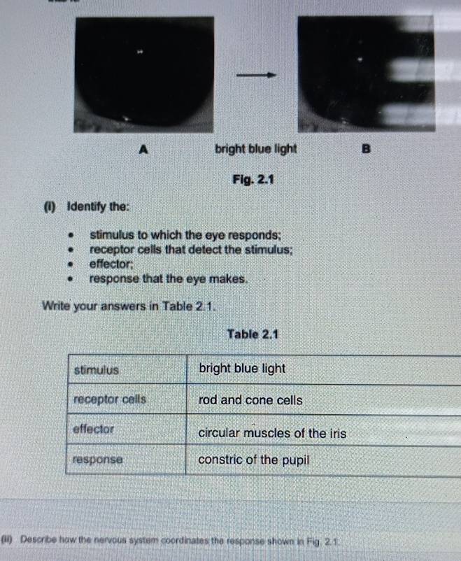 A bright blue light B
Fig. 2.1
(i) Identify the:
stimulus to which the eye responds;
receptor cells that detect the stimulus;
effector;
response that the eye makes.
Write your answers in Table 2.1.
Table 2.1
stimulus bright blue light
receptor cells rod and cone cells
effector circular muscles of the iris
response constric of the pupil
(ii) Describe how the nervous system coordinates the response shown in Fig. 2.1.