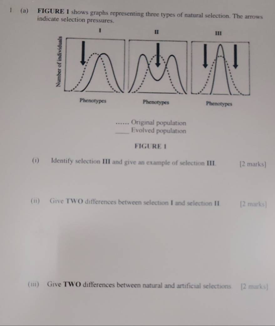 FIGURE 1 shows graphs representing three types of natural selection. The arrows 
indicate selection pressures. 
II 
Phenotypes 
_Original population 
_Evolved population 
FIGURE 1 
(i) Identify selection III and give an example of selection III. [2 marks] 
(ii) Give TWO differences between selection I and selection II [2 marks] 
(iii) Give TWO differences between natural and artificial selections. [2 marks]