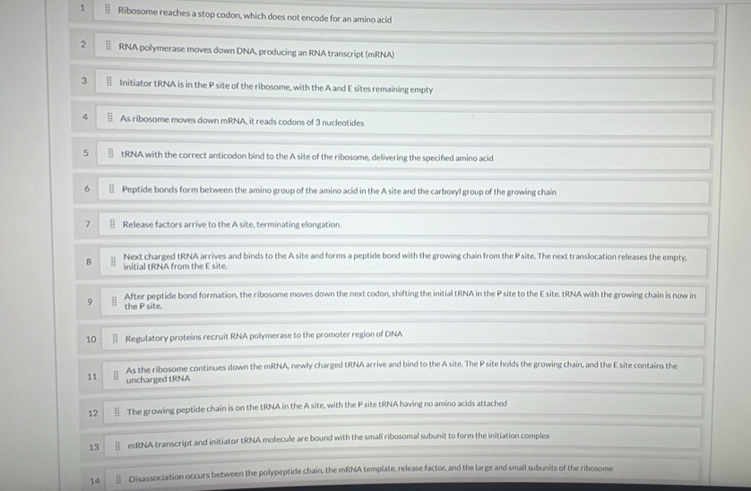 Ribosome reaches a stop codon, which does not encode for an amino acid 
2 § RNA polymerase moves down DNA, producing an RNA transcript (mRNA) 
3 § Initiator tRNA is in the P site of the ribosome, with the A and E sites remaining empty 
4 § As ribosome moves down mRNA, it reads codons of 3 nucleotides 
5 tRNA with the correct anticodon bind to the A site of the ribosome, delivering the specified amino acid 
6 Peptide bonds form between the amino group of the amino acid in the A site and the carboxyl group of the growing chain 
7 Release factors arrive to the A site, terminating elongation. 
Next charged tRNA arrives and binds to the A site and forms a peptide bond with the growing chain from the P site. The next translocation releases the empty. 
B initial tRNA from the E site 
After peptide bond formation, the ribosome moves down the next codon, shifting the initial tRNA in the P site to the E site. tRNA with the growing chain is now in 
9 the P site. 
10 Regulatory proteins recruit RNA polymerase to the promoter region of DNA 
As the ribosome continues down the mRNA, newly charged tRNA arrive and bind to the A site. The P site holds the growing chain, and the E site contains the 
11 uncharged tRNA 
12 § The growing peptide chain is on the tRNA in the A site, with the P site tRNA having no amino acids attached 
13 mRNA transcript and initiator tRNA molecule are bound with the small ribosomal subunit to form the initiation complex 
14 Disassociation occurs between the polypeptide chain, the mRNA template, release factor, and the large and small subunits of the ribosome