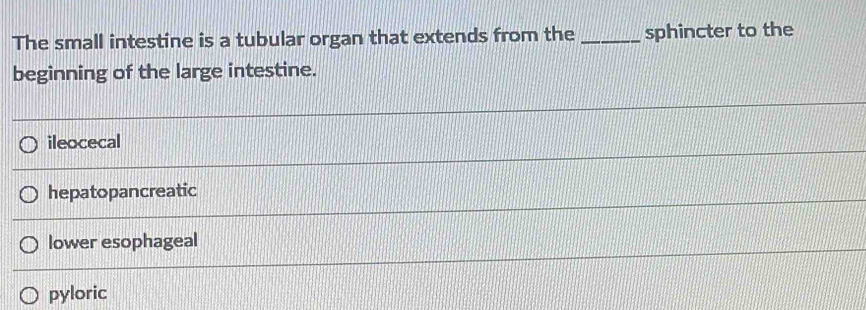 The small intestine is a tubular organ that extends from the _sphincter to the
beginning of the large intestine.
ileocecal
hepatopancreatic
lower esophageal
pyloric