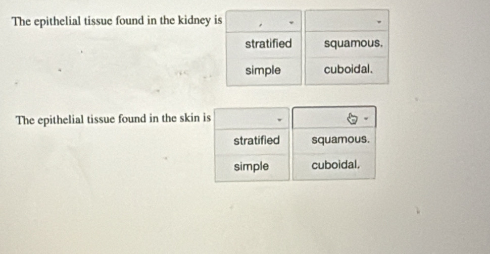 The epithelial tissue found in the kidney is
stratified squamous.
simple cuboidal.
The epithelial tissue found in the skin is
stratified squamous.
simple cuboidal.