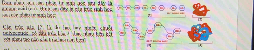 Đơn phân sủa các phân tử sinh học sau đây là 
amono acid (aa). Hình sau đây là câu trúc sinh học a3 sa a a aa (h 2 c 
* amino acid 
sủa các phân tử sinh học: [1] 
[2] 
Cầu trúc nào [?] là do hai hay nhiều chuỗi 
polypeptide _có cầu trúc bậc 3 khác nhau liên kết 
với nhau tạo nên sâu trúc bậc sao hơn? 
[3] [4]