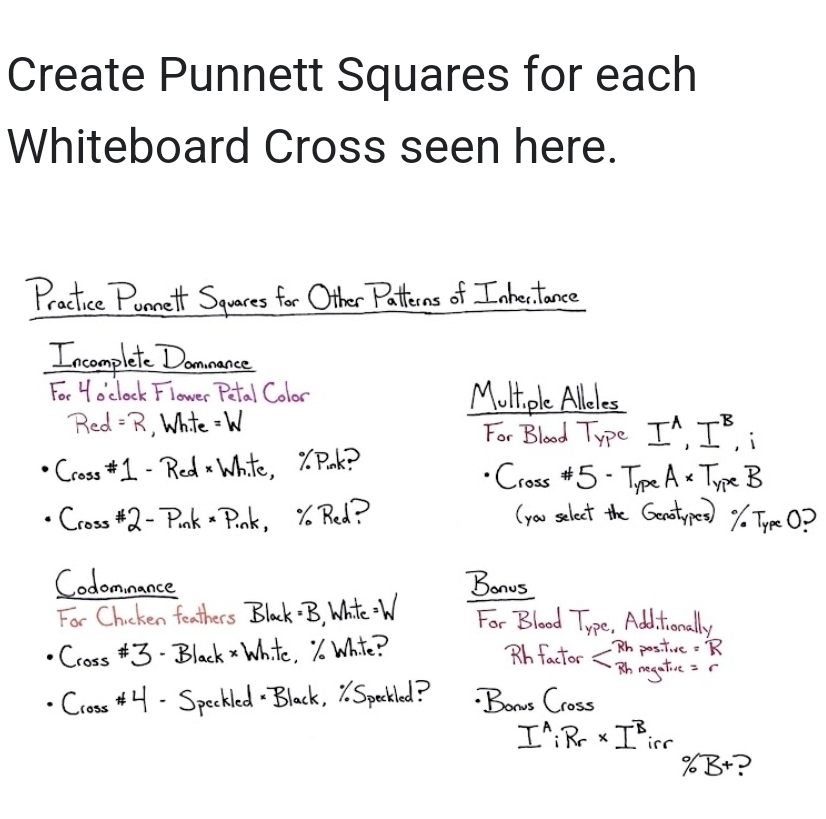 Create Punnett Squares for each 
Whiteboard Cross seen here.