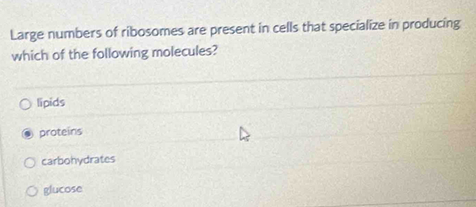 Large numbers of ribosomes are present in cells that specialize in producing
which of the following molecules?
lipids
proteins
carbohydrates
glucose