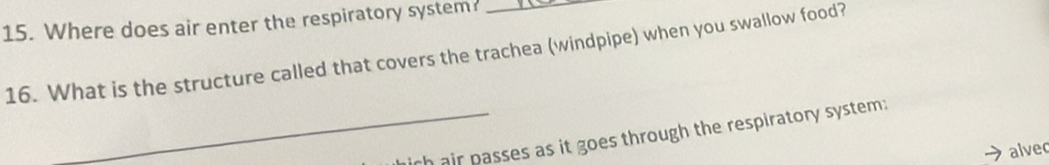 Where does air enter the respiratory system?_ 
16. What is the structure called that covers the trachea (windpipe) when you swallow food? 
_rh air passes as it goes through the respiratory system; 
alvec