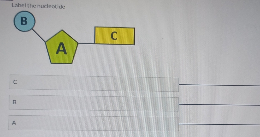 Label the nucleotide
C
B
A