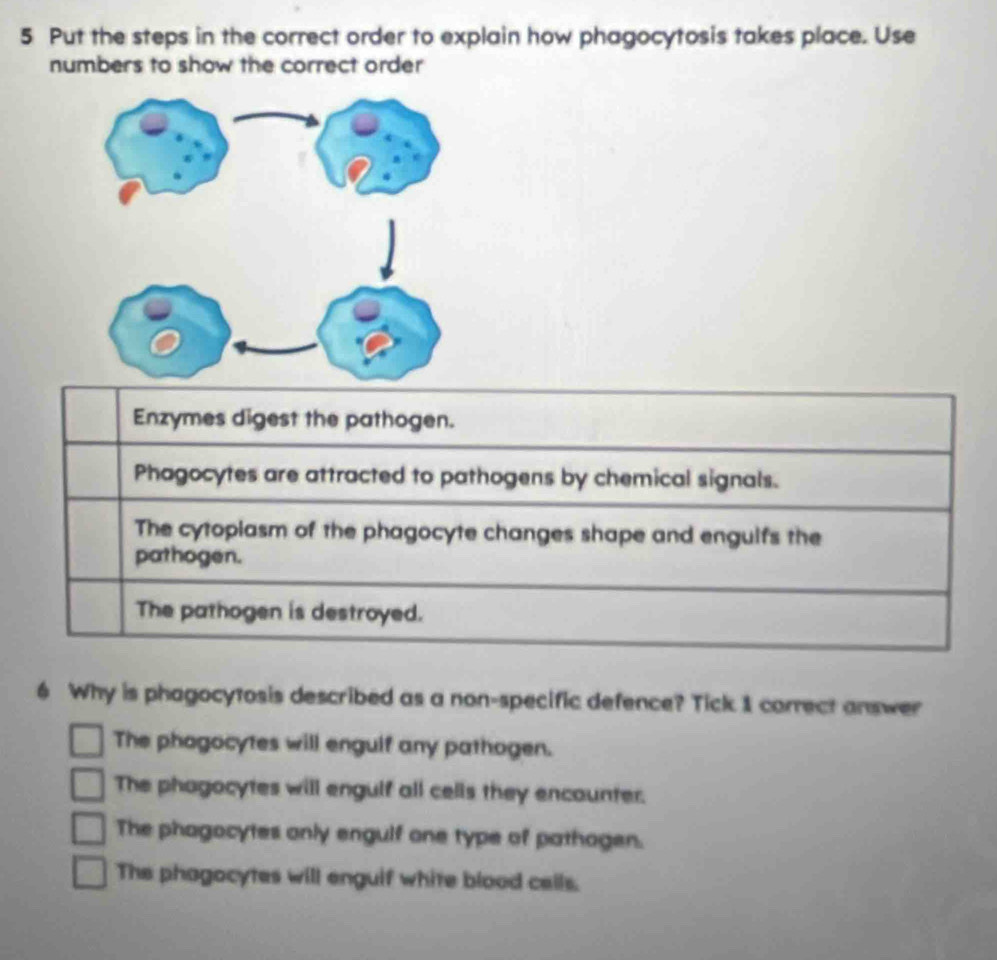 Put the steps in the correct order to explain how phagocytosis takes place. Use
numbers to show the correct order
Enzymes digest the pathogen.
Phagocytes are attracted to pathogens by chemical signals.
The cytopiasm of the phagocyte changes shape and engulfs the
pathogen.
The pathogen is destroyed.
6 Why is phagocytosis described as a non-specific defence? Tick 1 correct answer
The phagocytes will engulf any pathogen.
The phagocytes will engulf all cells they encounter.
The phagocytes only engulf one type of pathagen.
The phagocytes will enguif white blood cells.