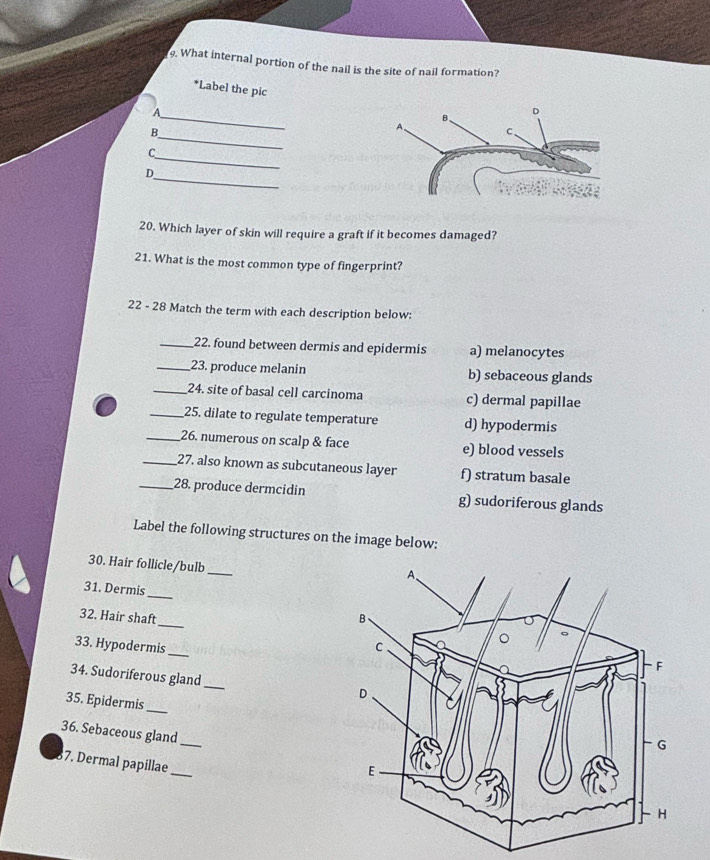 What internal portion of the nail is the site of nail formation?
*Label the pic
_
A
_
B
_
C
_
D
20. Which layer of skin will require a graft if it becomes damaged?
21. What is the most common type of fingerprint?
22 - 28 Match the term with each description below:
_22. found between dermis and epidermis a) melanocytes
_23. produce melanin b) sebaceous glands
_24. site of basal cell carcinoma c) dermal papillae
_25. dilate to regulate temperature d) hypodermis
_26. numerous on scalp & face e) blood vessels
_27. also known as subcutaneous layer f) stratum basale
_28. produce dermcidin g) sudoriferous glands
Label the following structures on the image below:
30. Hair follicle/bulb_
31. Dermis
_
_
32. Hair shaft
_
33. Hypodermis 
34. Sudoriferous gland
_
35. Epidermis
_
36. Sebaceous gland
_
7. Dermal papillae_