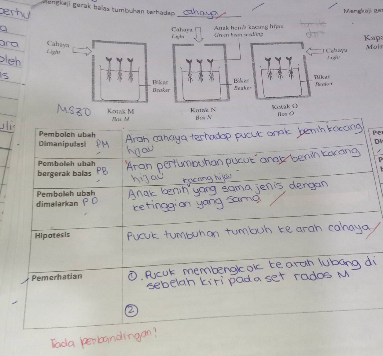 Mengkaji gerak balas tumbuhan terhadap _
Mengkaji ge
Cahaya Anak benih kacang hijau
ght Green bean seedling
Kapa
Mois
Box M 
、 Per
Pemboleh ubah
Dimanipulasi
Di
P
Pemboleh ubah

bergerak balas
Pemboleh ubah
dimalarkan
Hipotesis
Pemerhatian