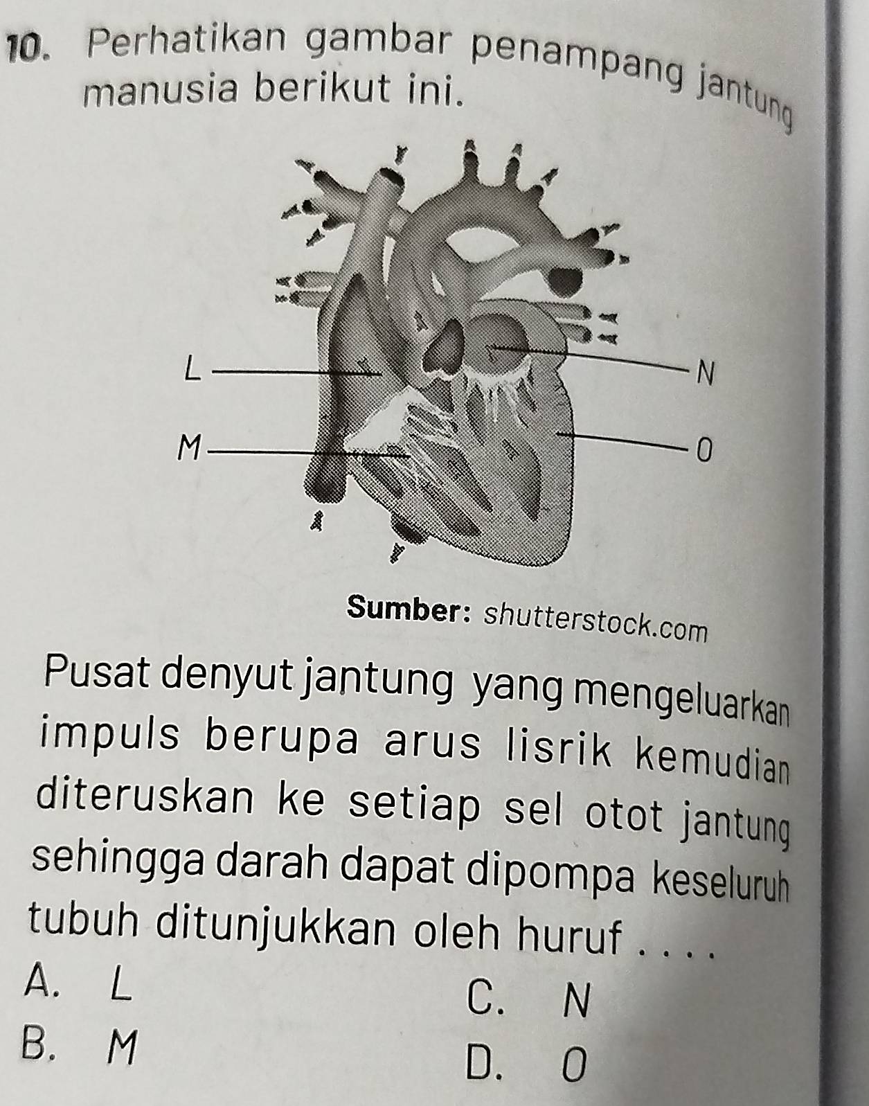 Perhatikan gambar penampang jantung
manusia berikut ini.
Sumber: shutterstock.com
Pusat denyut jantung yang mengeluarkan
impuls berupa arus lisrik kemudian 
diteruskan ke setiap sel otot jantung 
sehingga darah dapat dipompa keseluruh
tubuh ditunjukkan oleh huruf . . . .
A. L
C. N
B. M
D. 0