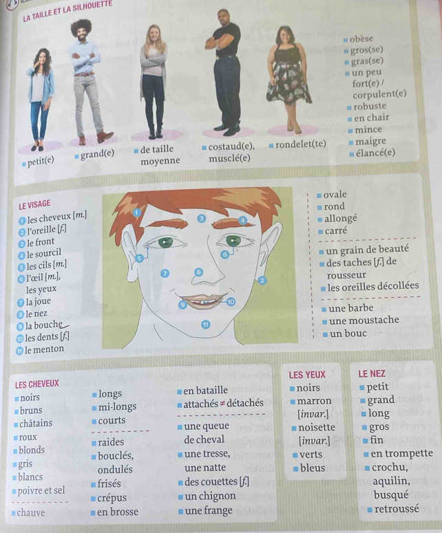 LA TAILLE ET LA SILHOUETTE
≡ ovale
LE VISAGE
≡ rond
O les cheveux [m.]
allongé
@ l'oreille [f.]
# carré
le front
le sourcil
* un grain de beauté
les cils [m.]
des taches [f.] de
l'œil [m.],rousseur
les yeux les oreilles décollées
la joue
le nezune barbe
9 la boucheune moustache
10 les dents [f.]un bouc
I
le menton
LES CHEVEUX LES YEUX LE NEZ
# noirs ■ longs ■ en bataille noirs * petit
# bruns a mi-longs * attachés ≠ détachés marron ≡ grand
[invar.] ■ long
# châtains ■ courts une queue * noisette gros
≡ roux ■ raides de cheval [invar.]
# blonds * fin
≡ gris # bouclés, une tresse, verts en trompette
# blancs ondulés une natte bleus crochu,
# frisés des couettes [f.] aquilin,
# poivre et sel crépus un chignon busqué
# chauve ￥ en brosse une frange retroussé
