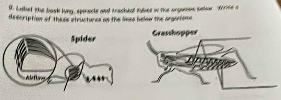 Labef the baok lung, spiracle and tracheal tubes in the organism belne. Wrne a 
description of these structures on the lines below the organisms