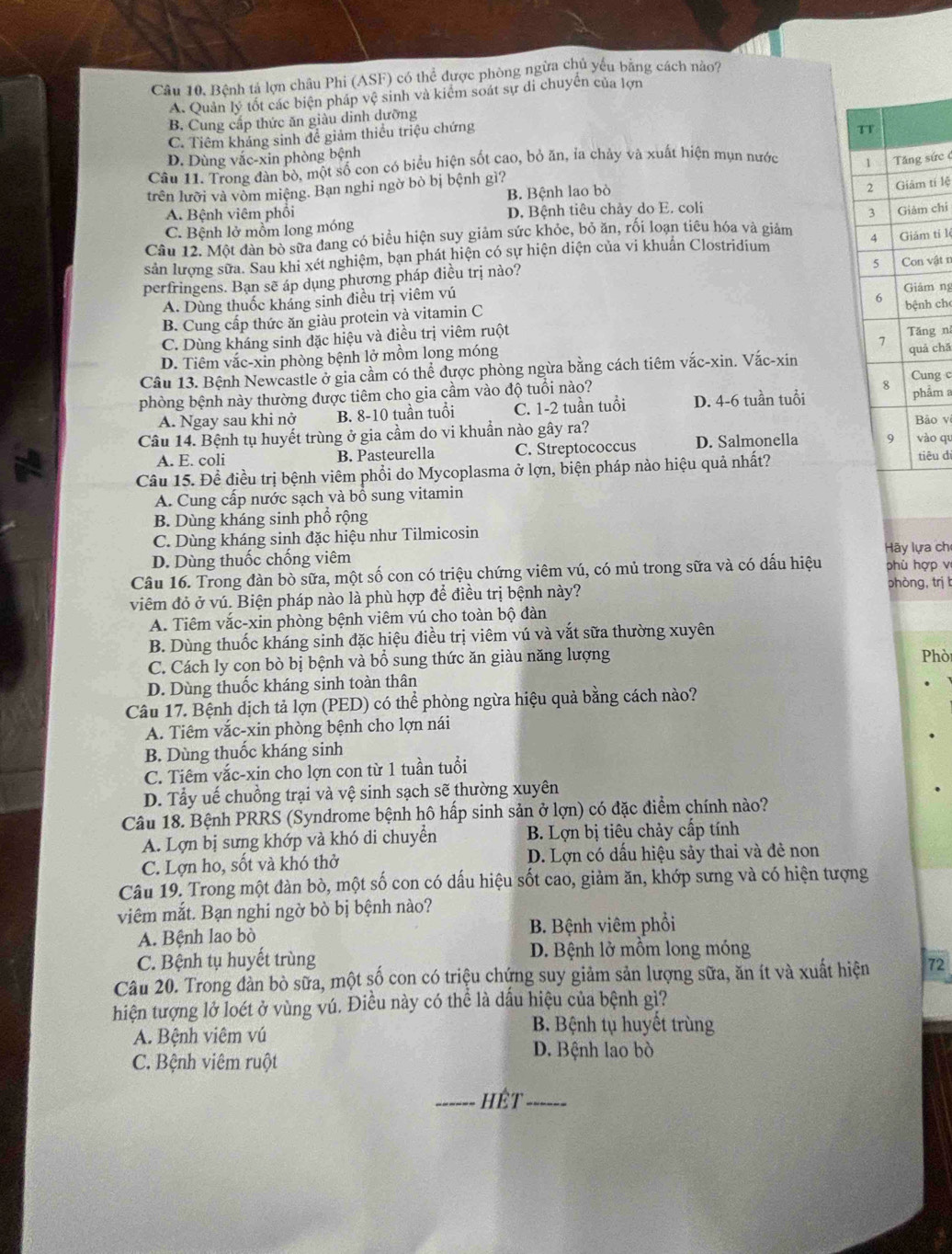 Câu 10, Bệnh tả lợn châu Phi (ASF) có thể được phòng ngừa chủ yếu bằng cách nào7
A. Quản lý tốt các biện pháp vệ sinh và kiểm soát sự di chuyên của lợn
B. Cung cấp thức ăn giàu dinh dưỡng
C. Tiêm kháng sinh để giảm thiều triệu chứng
TT
D. Dùng vắc-xin phòng bệnh
Câu 11. Trong đàn bộ, một số con có biểu hiện sốt cao, bỏ ăn, ỉa chảy và xuất hiện mụn nước
1 Tăng sức ở
2 Giảm tí lệ
trên lưỡi và vòm miệng. Bạn nghi ngờ bò bị bệnh gì?
B. Bệnh lao bò
A. Bệnh viêm phổi D. Bệnh tiêu chảy do E. coli
3 Giảm chi
C. Bệnh lở mồm long móng
Cầu 12. Một dàn bò sữa đang có biểu hiện suy giảm sức khỏc, bỏ ăn, rối loạn tiêu hóa và giảm
4
sản lượng sữa. Sau khi xét nghiệm, bạn phát hiện có sự hiện diện của vi khuẩn Clostridium Giám tỉ l
5
perfringens. Bạn sẽ áp dụng phương pháp điều trị nào?
Giảm ng
A. Dùng thuốc kháng sinh điều trị viêm vú Con vật n
6
B. Cung cấp thức ăn giàu protein và vitamin C
C. Dùng kháng sinh dặc hiệu và điều trị viêm ruột bệnh ch
7 quá chā
D. Tiêm vắc-xin phòng bệnh lở mồm long móng Tăng ní
Câu 13. Bệnh Newcastle ở gia cầm có thể được phòng ngừa bằng cách tiêm vắc-xin. Vắc-xin
phòng bệnh này thường được tiêm cho gia cầm vào độ tuổi nào? Cung c
A. Ngay sau khi nở B. 8-10 tuần tuổi C. 1-2 tuần tuổi D. 4-6 tuần tuổi 8 phẩm a
Câu 14. Bệnh tụ huyết trùng ở gia cầm do vi khuần nào gây ra? Bảo vi
A. E. coli B. Pasteurella C. Streptococcus D. Salmonella 9 vào qu
Câu 15. Đề điều trị bệnh viêm phổi do Mycoplasma ở lợn, biện pháp nào hiệu quả nhất? tiêu dī
A. Cung cấp nước sạch và bổ sung vitamin
B. Dùng kháng sinh phổ rộng
C. Dùng kháng sinh đặc hiệu như Tilmicosin Hãy lựa chỉ
D. Dùng thuốc chống viêm
Câu 16. Trong đàn bò sữa, một số con có triệu chứng viêm vú, có mủ trong sữa và có dấu hiệu phù hợp v
viêm đỏ ở vú. Biện pháp nào là phù hợp để điều trị bệnh này?
phòng,trị t
A. Tiêm vắc-xin phòng bệnh viêm vú cho toàn bộ đàn
B. Dùng thuốc kháng sinh đặc hiệu điều trị viêm vú và vắt sữa thường xuyên
C. Cách ly cọn bò bị bệnh và bổ sung thức ăn giàu năng lượng Phò
D. Dùng thuốc kháng sinh toàn thân
Câu 17. Bệnh dịch tả lợn (PED) có thể phòng ngừa hiệu quả bằng cách nào?
A. Tiêm vắc-xin phòng bệnh cho lợn nái
B. Dùng thuốc kháng sinh
C. Tiêm vắc-xin cho lợn con từ 1 tuần tuổi
D. Tẩy uế chuồng trại và vệ sinh sạch sẽ thường xuyên
Câu 18. Bệnh PRRS (Syndrome bệnh hô hấp sinh sản ở lợn) có đặc điểm chính nào?
A. Lợn bị sưng khớp và khó di chuyển B. Lợn bị tiêu chảy cấp tính
C. Lợn ho, sốt và khó thở D. Lợn có dấu hiệu sảy thai và đẻ non
Câu 19. Trong một đàn bò, một số con có dấu hiệu sốt cao, giảm ăn, khớp sưng và có hiện tượng
viêm mắt. Bạn nghi ngờ bò bị bệnh nào?
A. Bệnh lao bò B. Bệnh viêm phổi
C. Bệnh tụ huyết trùng D. Bệnh lở mồm long móng
Câu 20. Trong dàn bò sữa, một số con có triệu chứng suy giảm sản lượng sữa, ăn ít và xuất hiện 72
hiện tượng lở loét ở vùng vú. Điều này có thể là dấu hiệu của bệnh gì?
A. Bệnh viêm vú
B. Bệnh tụ huyết trùng
D. Bệnh lao bò
C. Bệnh viêm ruột
_hết_