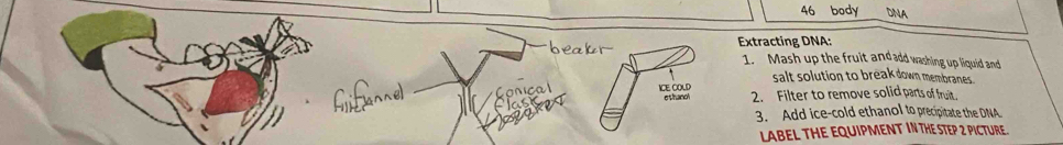 body DNA 
Extracting DNA: 
b 1. Mash up the fruit and add washing up liquid and 
salt solution to break down membranes . 
hifànne Can ICE COLD 2. Filter to remove solid parts of fruit. 
esthanol 
3. Add ice-cold ethanol to precipitate the DNA 
LABEL THE EQUIPMENT IN THE STEP 2 PICTURE.