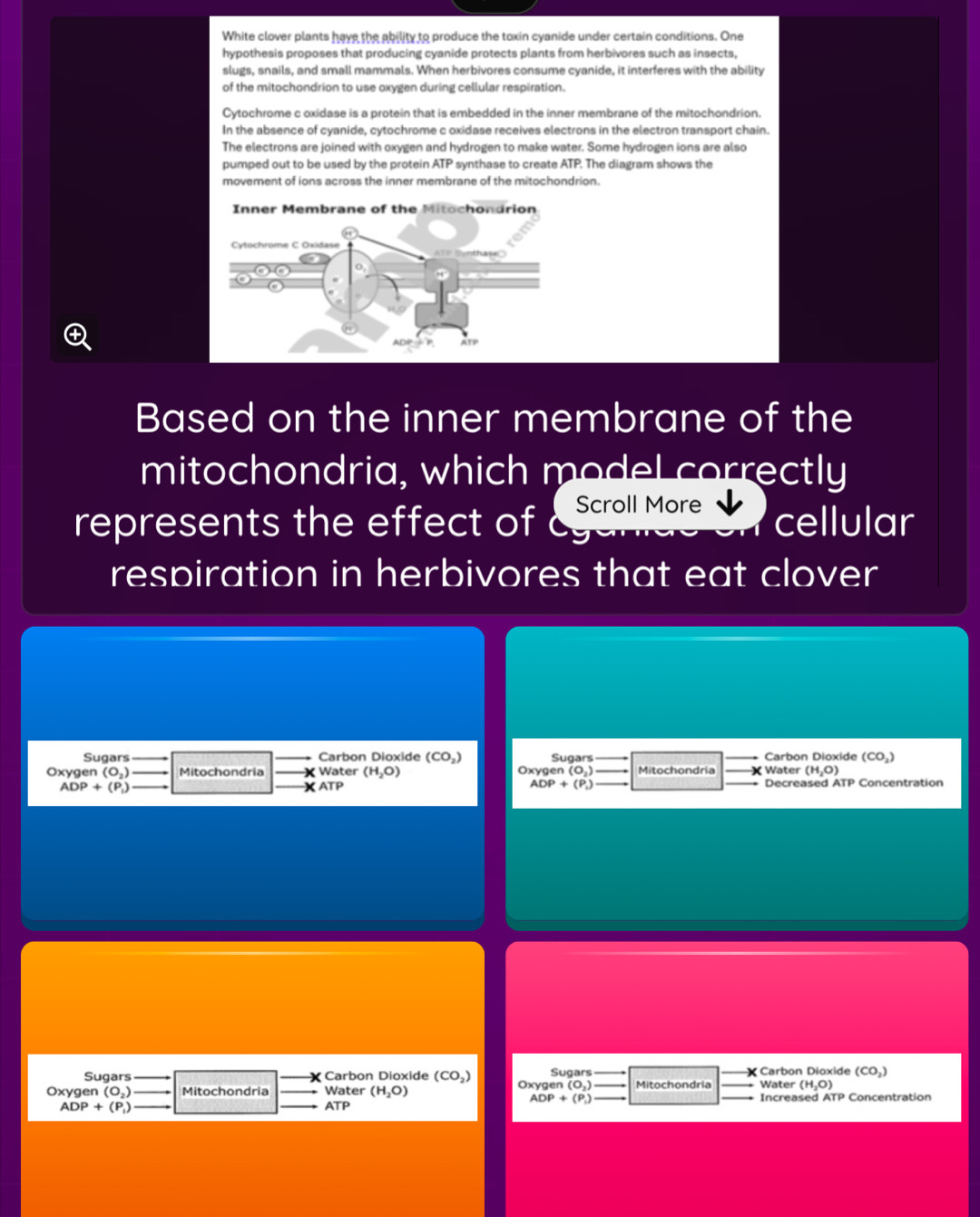 White clover plants have the ability to produce the toxin cyanide under certain conditions. One 
hypothesis proposes that producing cyanide protects plants from herbivores such as insects, 
slugs, snails, and small mammals. When herbivores consume cyanide, it interferes with the ability 
of the mitochondrion to use oxygen during cellular respiration. 
Cytochrome c oxidase is a protein that is embedded in the inner membrane of the mitochondrion. 
In the absence of cyanide, cytochrome c oxidase receives electrons in the electron transport chain. 
The electrons are joined with oxygen and hydrogen to make water. Some hydrogen ions are also 
pumped out to be used by the protein ATP synthase to create ATP. The diagram shows the 
movement of ions across the inner membrane of the mitochondrion. 

Based on the inner membrane of the 
mitochondria, which model correctly 
represents the effect of Scroll More cellular 
respiration in herbivores that eat clover 
Sugars Carbon Dioxide (CO_2) Sugars Carbon Dioxide (CO_2)
Oxygen (O_2) Mitochondria x Water (H_2O) Oxygen (O_2) Mitochondria Water (H_2O)
ADP+(P_1)
ADP+(P_1) XATP + Decreased ATP Concentration 
Sugars _X Carbon Dioxide (CO_2) Sugars _Carbon Dioxide (CO₃) 
Oxygen (O_2) Mitochondria _Water (H_2O) Oxygen (O_2) Mitochondria _Increased ATP Water (H_2O) Concentration
ADP+(P_1)
ADP+(P_1) ATP