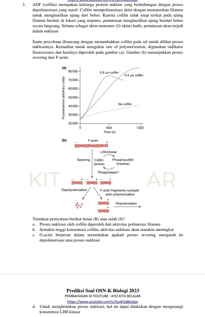 ADF (cofilin) merupakan keluarga protein nukleat yang berhubungan dengan proses
depolimerisasi yang masif. Cofilin mempolimerisasi aktin dengan memutuskan filamen
untuk menghasilkan ujung duri bebas. Karena cofilin tidak tetap terikat pada ujung
filamen berduri di lokasi yang terputus, pemutusan menghasilkan ujung berduri bebas
secara langsung. Selama sebagai aktin monomer (G-aktin) hadir, pemutusan akan terjadi
dalam nukleasi
Suatu percobaan dirancang dengan menambahkan cofilin pada sel untuk dilihat proses
nukleasinya. Kemudian untuk mengukur rate of polymerization, digunakan indikator
fluorescence dan hasilnya diperoleh pada gambar (a). Gambar (b) menunjukkan proses
severing dari F-actin.
(a) 80 000 0.8 μm cofilin
0.4 μm cofilin
70 000
60 000 
50 000 
40000 No cofilin
30 000
20 000
0 600 1200
Time (s)
/
R
Tentukan pernyataan berikut benar (B) atau salah (S)!
a. Proses nukleasi oleh cofilin diperoleh dari aktivitas polimerasi filamen
b. Semakin tinggi konsentrasi cofilin, aktivitas nukleasi akan semakin meningkat
c. G-actin berperan dalam menentukan apakah proses severing mengarah ke
depolimerisasi atau proses nukleasi
Prediksi Soal OSN-K Biologi 2023
PEMBAHASAN DI YOUTUBE : AYO KITA BELAJAR
https://www.youtube.com/c/AyoKitaBelajar
d. Untuk menghentikan proses nukleasi, hal ini dapat dilakukan dengan mengurangi
konsentrasi LIM-kinase