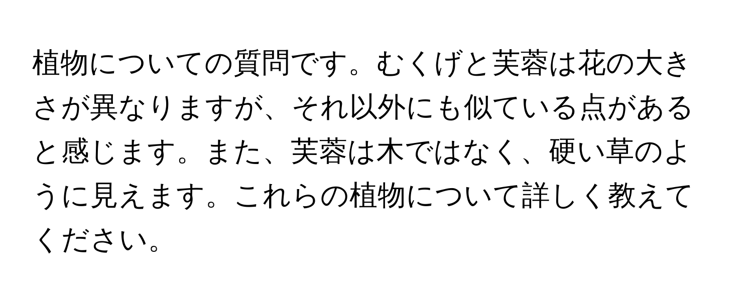 植物についての質問です。むくげと芙蓉は花の大きさが異なりますが、それ以外にも似ている点があると感じます。また、芙蓉は木ではなく、硬い草のように見えます。これらの植物について詳しく教えてください。