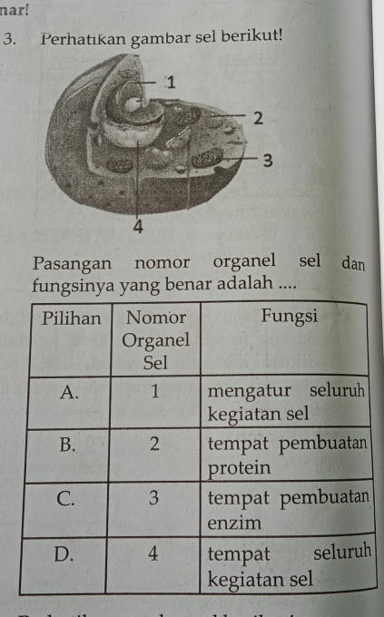 nar! 
3. Perhatıkan gambar sel berikut! 
Pasangan nomor organel sel dan 
fungsinya yang benar adalah ....
h