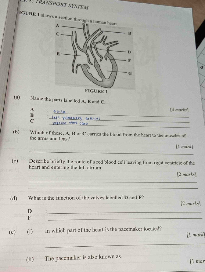 1 §: TRANSPORT SYSTEM 
FIGURE 1 shows a section throug 
9 
(a) Name the parts labelled A, B and C. 
_ 
A : 
[3 marks] 
_ 
B 
_ 
C 
(b) Which of these, A, B or C carries the blood from the heart to the muscles of 
the arms and legs? 
_ 
[1 mark] 
(c) Describe briefly the route of a red blood cell leaving from right ventricle of the 
heart and entering the left atrium. 
[2 marks] 
_ 
_ 
(d) What is the function of the valves labelled D and F? 
[2 marks] 
D:_ 
F :_ 
(e) (i) In which part of the heart is the pacemaker located? 
[1 mark] 
_ 
(ii) The pacemaker is also known as 
[l mar