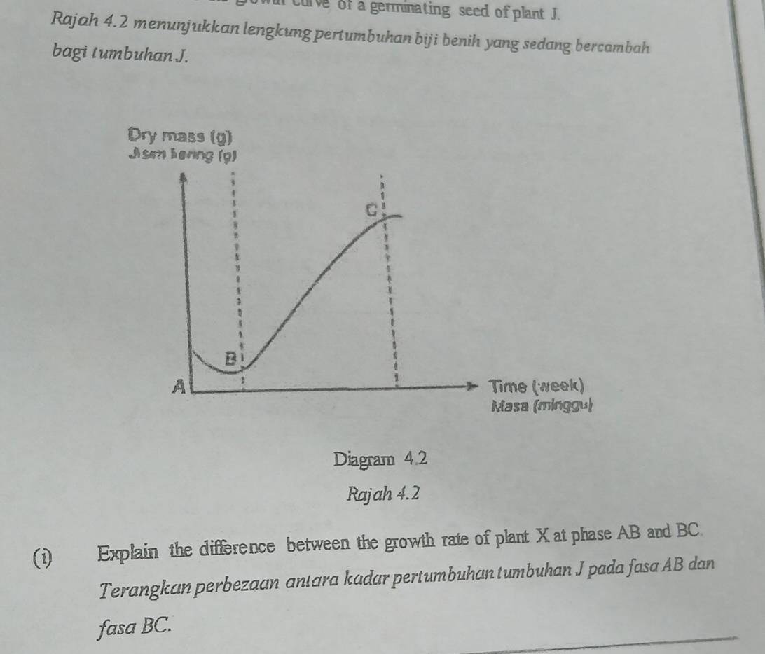 urve of a germinating seed of plant J. 
Rajah 4.2 menunjukkan lengkung pertumbuhan biji benih yang sedang bercambah 
bagi tumbuhan J. 
Diagram 4.2 
Rajah 4.2 
(i) Explain the difference between the growth rate of plant X at phase AB and BC. 
Terangkan perbezaan antara kadar pertumbuhan tumbuhan J pada fasa AB dan 
fasa BC.