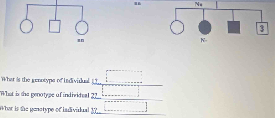 Nn 
What is the genotype of individual 1? 
What is the genotype of individual 22
What is the genotype of individual 32