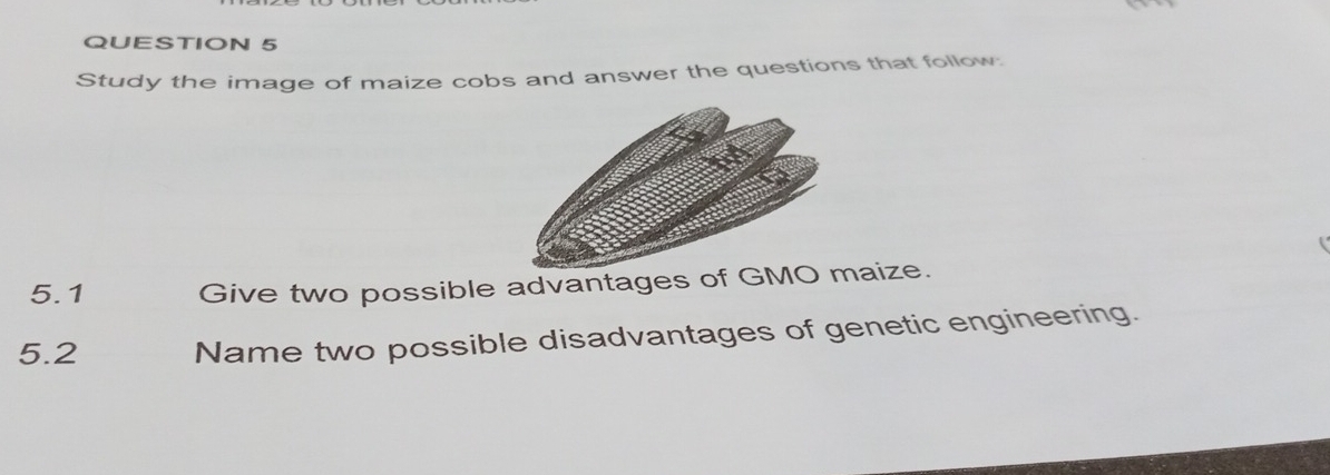 Study the image of maize cobs and answer the questions that follow. 
5.1 Give two possible advantages of GMO aize. 
5.2 Name two possible disadvantages of genetic engineering.