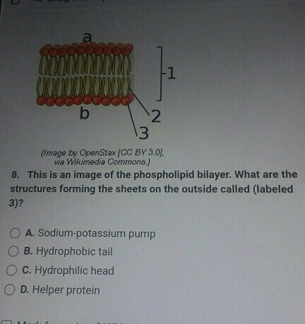 (Image by OpenStax [CC BY 3.0],
via Wikimedia Commons.)
8. This is an image of the phospholipid bilayer. What are the
structures forming the sheets on the outside called (labeled
3)?
A. Sodium-potassium pump
B. Hydrophobic tail
C. Hydrophilic head
D. Helper protein