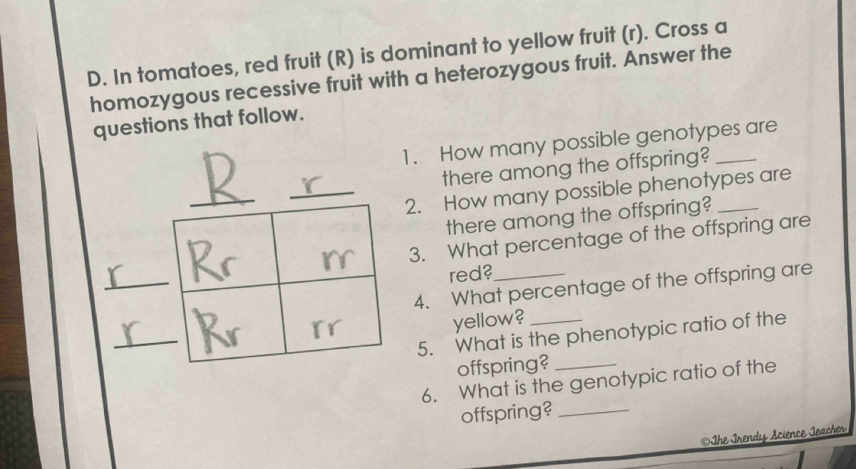 In tomatoes, red fruit (R) is dominant to yellow fruit (r). Cross a 
homozygous recessive fruit with a heterozygous fruit. Answer the 
questions that follow. 
1. How many possible genotypes are 
there among the offspring? 
2. How many possible phenotypes are 
there among the offspring? 
3. What percentage of the offspring are 
_ 
red? 
4. What percentage of the offspring are 
_ 
yellow? 
5. What is the phenotypic ratio of the 
offspring? 
6. What is the genotypic ratio of the 
offspring?_ 
The Irendy Science Jeacher