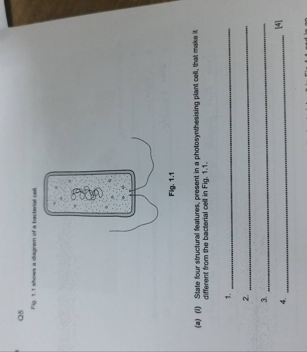 Fig. 1.1 shows a diagram of a bacterial cell. 
(a) (i) State four structural features, present in a photosynthesising plant cell, that make it 
different from the bacterial cell in Fig. 1.1. 
1._ 
2._ 
3._ 
4._ 
[4]