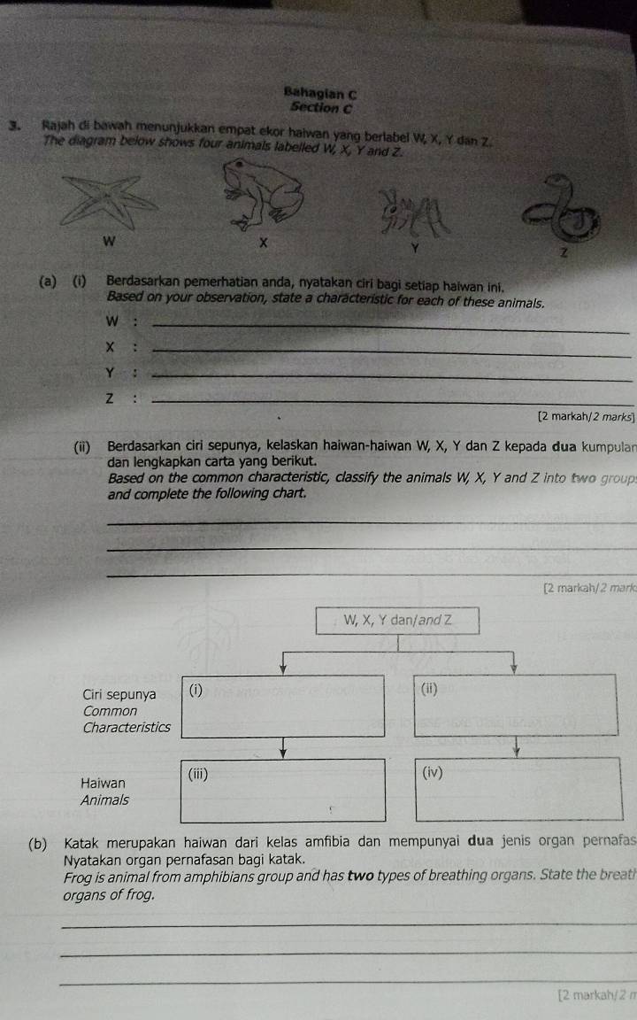 Bahagian C 
Section C 
3. Rajah di bawah menunjukkan empat ekor haiwan yang berlabel W, X, Y dan Z
The diagram below shows four animals labelled W, X, Y and Z.
w
Y
z
(a) (i) Berdasarkan pemerhatian anda, nyatakan ciri bagi setiap haiwan ini. 
Based on your observation, state a characteristic for each of these animals.
w :_
x :_
Y :_ 
_ 
[2 markah/2 marks] 
(ii) Berdasarkan ciri sepunya, kelaskan haiwan-haiwan W, X, Y dan Z kepada đua kumpular 
dan lengkapkan carta yang berikut. 
Based on the common characteristic, classify the animals W, X, Y and Z into two group. 
and complete the following chart. 
_ 
_ 
_ 
[2 markah/2 mark
W, X, Y dan/and Z
Ciri sepunya (i) (ii) 
Common 
Characteristics 
Haiwan (iii) 
(iv) 
Animals 
(b) Katak merupakan haiwan dari kelas amfibia dan mempunyai dua jenis organ pernafas 
Nyatakan organ pernafasan bagi katak. 
Frog is animal from amphibians group and has two types of breathing organs. State the breath 
organs of frog. 
_ 
_ 
_ 
[2 markah/2 m