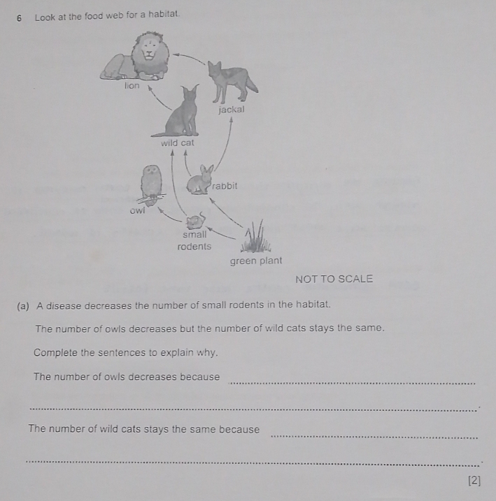 Look at the food web for a habitat. 
NOT TO SCALE 
(a) A disease decreases the number of small rodents in the habitat. 
The number of owls decreases but the number of wild cats stays the same. 
Complete the sentences to explain why. 
_ 
The number of owls decreases because 
_ 
_ 
The number of wild cats stays the same because 
_ 
[2]