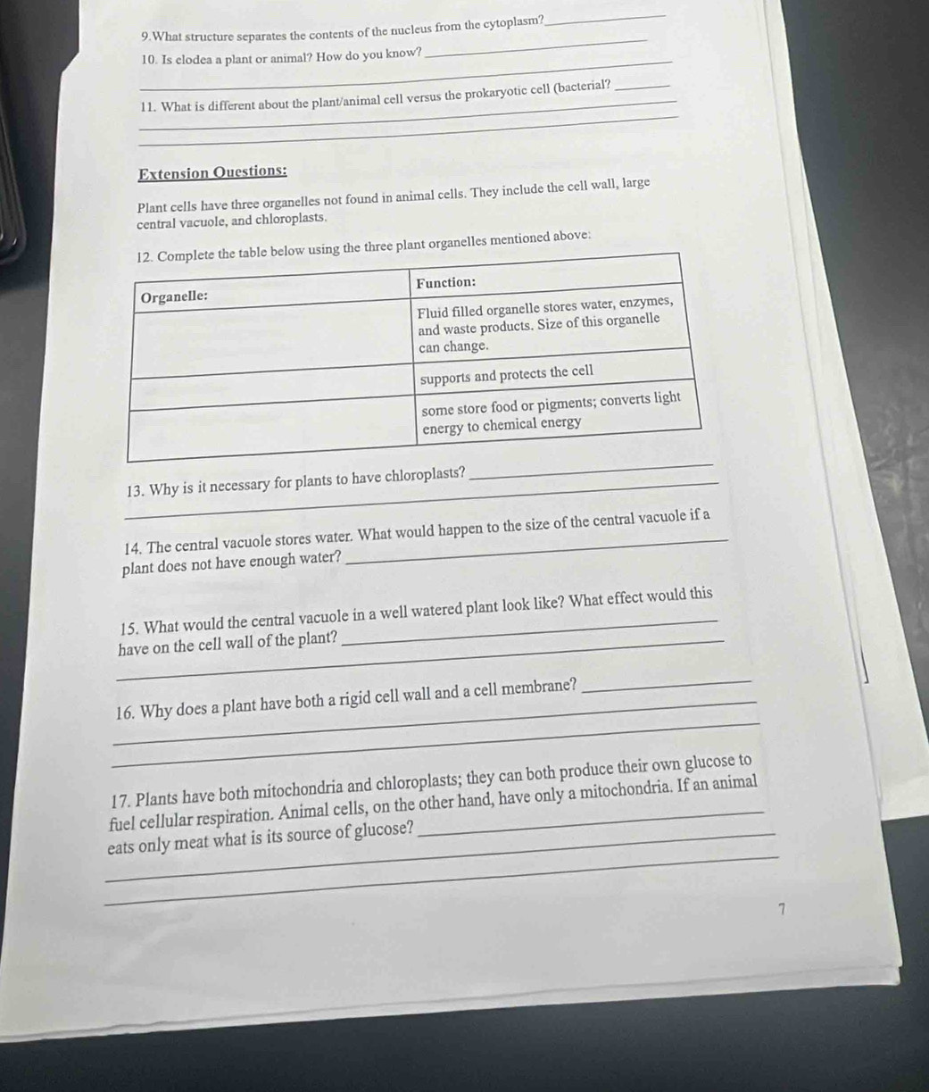 What structure separates the contents of the nucleus from the cytoplasm? 
_ 
_10. Is clodea a plant or animal? How do you know? 
_ 
_ 
_11. What is different about the plant/animal cell versus the prokaryotic cell (bacterial?_ 
Extension Ouestions: 
Plant cells have three organelles not found in animal cells. They include the cell wall, large 
central vacuole, and chloroplasts. 
ree plant organelles mentioned above: 
_13. Why is it necessary for plants to have chloroplasts? 
_ 
14. The central vacuole stores water. What would happen to the size of the central vacuole if a 
plant does not have enough water? 
15. What would the central vacuole in a well watered plant look like? What effect would this 
_have on the cell wall of the plant? 
_ 
_16. Why does a plant have both a rigid cell wall and a cell membrane? 
_ 
17. Plants have both mitochondria and chloroplasts; they can both produce their own glucose to 
fuel cellular respiration. Animal cells, on the other hand, have only a mitochondria. If an animal 
_ 
_eats only meat what is its source of glucose? 
1
