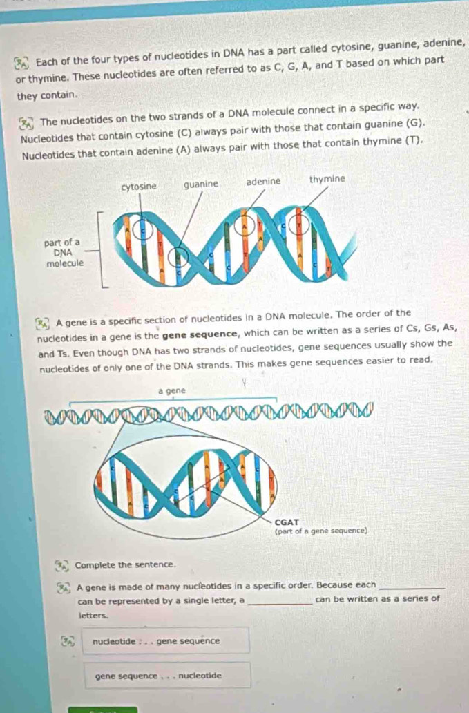 Each of the four types of nucleotides in DNA has a part called cytosine, guanine, adenine,
or thymine. These nucleotides are often referred to as C, G, A, and T based on which part
they contain.
The nucleotides on the two strands of a DNA molecule connect in a specific way.
Nucleotides that contain cytosine (C) always pair with those that contain guanine (G).
Nucleotides that contain adenine (A) always pair with those that contain thymine (T).
A gene is a specific section of nucleotides in a DNA molecule. The order of the
nucleotides in a gene is the gene sequence, which can be written as a series of Cs, Gs, As,
and Ts. Even though DNA has two strands of nucleotides, gene sequences usually show the
nucleotides of only one of the DNA strands. This makes gene sequences easier to read.
Complete the sentence.
A gene is made of many nucleotides in a specific order. Because each_
can be represented by a single letter, a _can be written as a series of
letters.
nucleotide . . . gene sequence
gene sequence . . . nucleotide