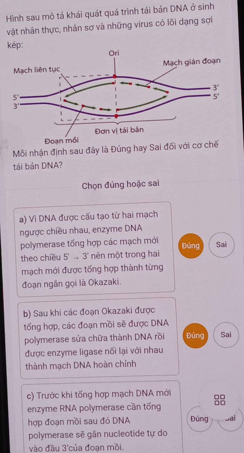 Hình sau mô tả khái quát quá trình tái bản DNA ở sinh
vật nhân thực, nhân sơ và những virus có lõi dạng sợi
kép:
Mỗi nhận định sau đây là Đúng hay Sai đối với cơ c
tái bản DNA?
Chọn đúng hoặc sai
a) Vì DNA được cấu tạo từ hai mạch
ngược chiều nhau, enzyme DNA
polymerase tổng hợp các mạch mới Đúng Sai
theo chiều 5' 3' mên một trong hai
mạch mới được tổng hợp thành từng
đoạn ngắn gọi là Okazaki.
b) Sau khi các đoạn Okazaki được
tổng hợp, các đoạn mồi sẽ được DNA
polymerase sửa chữa thành DNA rồi Đúng Sai
được enzyme ligase nối lại với nhau
thành mạch DNA hoàn chỉnh
c) Trước khi tổng hợp mạch DNA mới
enzyme RNA polymerase cần tổng
hợp đoạn mồi sau đó DNA Đúng Jai
polymerase sẽ gắn nucleotide tự do
vào đầu 3' của đoạn mồi.