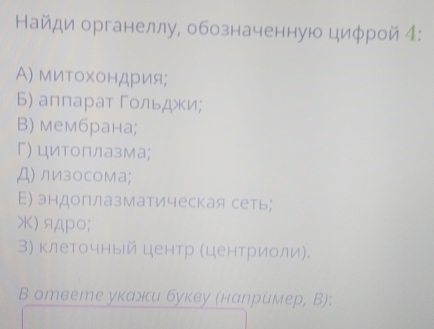 Найди органеллу, обозначенную циφрой 4: 
Α) миτохондрия; 
Б) аппарат Γольджи; 
B) мембрана; 
Γ) цитоπлазма; 
Д) лизосома; 
Е) эндоплазматическая сеть; 
) ядpо; 
3) клеточный центр (центрίиίοли). 
B ответе укажи букву (наηример, В):