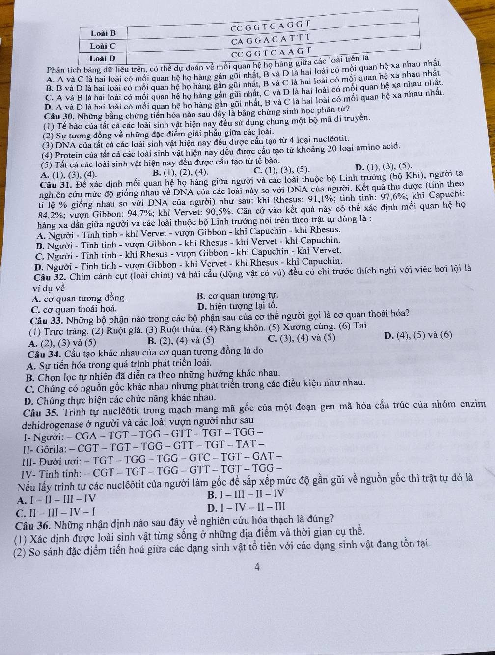 Phân tích bảng dữ liệu trên, có thể dự đoán về mối qua
A. A và C là hai loài có mối quan hệ họ hàng gần gũi nhất, B và D là hai loài có mối quan hệ
B. B và D là hai loài có mối quan hệ họ hàng gần gũi nhất, B và C là hai loài có mối quan hệ xa nhau nhất
C. A và B là hai loài có mối quan hệ họ hàng gần gũi nhất, C và D là hai loài có mối quan hệ xa nhau nhất.
D. A và D là hai loài có mối quan hệ họ hàng gần gũi nhất, B và C là hai loài có mối quan hệ xa nhau nhất,
Câu 30. Những bằng chứng tiến hóa nào sau đây là bằng chứng sinh học phân tử?
(1) Tế bào của tất cả các loài sinh vật hiện nay đều sử dụng chung một bộ mã di truyền.
(2) Sự tương đồng về những đặc điểm giải phẫu giữa các loài.
(3) DNA của tất cả các loài sinh vật hiện nay đều được cấu tạo từ 4 loại nuclêôtit.
(4) Protein của tất cả các loài sinh vật hiện nay đều được cấu tạo từ khoảng 20 loại amino acid.
(5) Tất cả các loài sinh vật hiện nay đều được cấu tạo từ tế bào.
A. (1), (3), (4). B. (1), (2), (4). C. (1), (3), (5). D. (1), (3), (5).
Câu 31. Để xác định mối quan hệ họ hàng giữa người và các loài thuộc bộ Linh trưởng (bộ Khi), người ta
nghiên cứu mức độ giống nhau về DNA của các loài này so với DNA của người. Kết quả thu được (tính theo
ti lệ % giống nhau so với DNA của người) như sau: khỉ Rhesus: 91,1%; tinh tinh: 97,6%; khi Capuchi:
84,2%; vượn Gibbon: 94,7%; khi Vervet: 90,5%. Căn cứ vào kết quả này có thể xác định mối quan hệ họ
hàng xa dần giữa người và các loài thuộc bộ Linh trưởng nói trên theo trật tự đúng là :
A. Người - Tinh tinh - khỉ Vervet - vượn Gibbon - khi Capuchin - khỉ Rhesus.
B. Người - Tinh tinh - vượn Gibbon - khi Rhesus - khỉ Vervet - khi Capuchin.
C. Người - Tinh tinh - khỉ Rhesus - vượn Gibbon - khi Capuchin - khỉ Vervet.
D. Người - Tinh tinh - vượn Gibbon - khi Vervet - khi Rhesus - khi Capuchin.
Câu 32. Chim cánh cụt (loài chim) và hải cầu (động vật có vú) đều có chi trước thích nghi với việc bơi lội là
ví dụ về
A. cơ quan tương đồng. B. cơ quan tương tự.
C. cơ quan thoái hoá. D. hiện tượng lại tổ.
Câu 33. Những bộ phận nào trong các bộ phận sau của cơ thể người gọi là cơ quan thoái hóa?
(1) Trực tràng. (2) Ruột già. (3) Ruột thừa. (4) Răng khôn. (5) Xương cùng. (6) Tai
A. (2), (3) và (5) B. (2), (4) và (5) C. (3), (4) và (5) D. (4), (5) và (6)
Cầu 34. Cấu tạo khác nhau của cơ quan tương đồng là do
A. Sự tiến hóa trong quá trình phát triển loài.
B. Chọn lọc tự nhiên đã diễn ra theo những hướng khác nhau.
C. Chúng có nguồn gốc khác nhau nhưng phát triển trong các điều kiện như nhau.
D. Chúng thực hiện các chức năng khác nhau.
Câu 35. Trình tự nuclêôtit trong mạch mang mã gốc của một đoạn gen mã hóa cấu trúc của nhóm enzim
dehidrogenase ở người và các loài vượn người như sau
I- Người: − CGA - TGT - TGG - GTT - 1 GT-TGG-
II- Gôrila: - CGT - TGT - TGG - GTT - T( GT-TAT-
III- Đười ươi: − TGT - TGG - TGG - GTC -.TGT-GAT-
IV- Tinh tinh: - CGT - TGT - TGG - GTT -.TGT-TGG-
Nếu lấy trình tự các nuclêôtit của người làm gốc để sắp xếp mức độ gần gũi về nguồn gốc thì trật tự đó là
A. I - II - III - IV B. I-III-II-IV
C. II - III - IV - I D. I-IV-II-III
Câu 36. Những nhận định nào sau đây về nghiên cứu hóa thạch là đúng?
(1) Xác định được loài sinh vật từng sống ở những địa điểm và thời gian cụ thể.
(2) So sánh đặc điểm tiến hoá giữa các dạng sinh vật tổ tiên với các dạng sinh vật đang tồn tại.
4