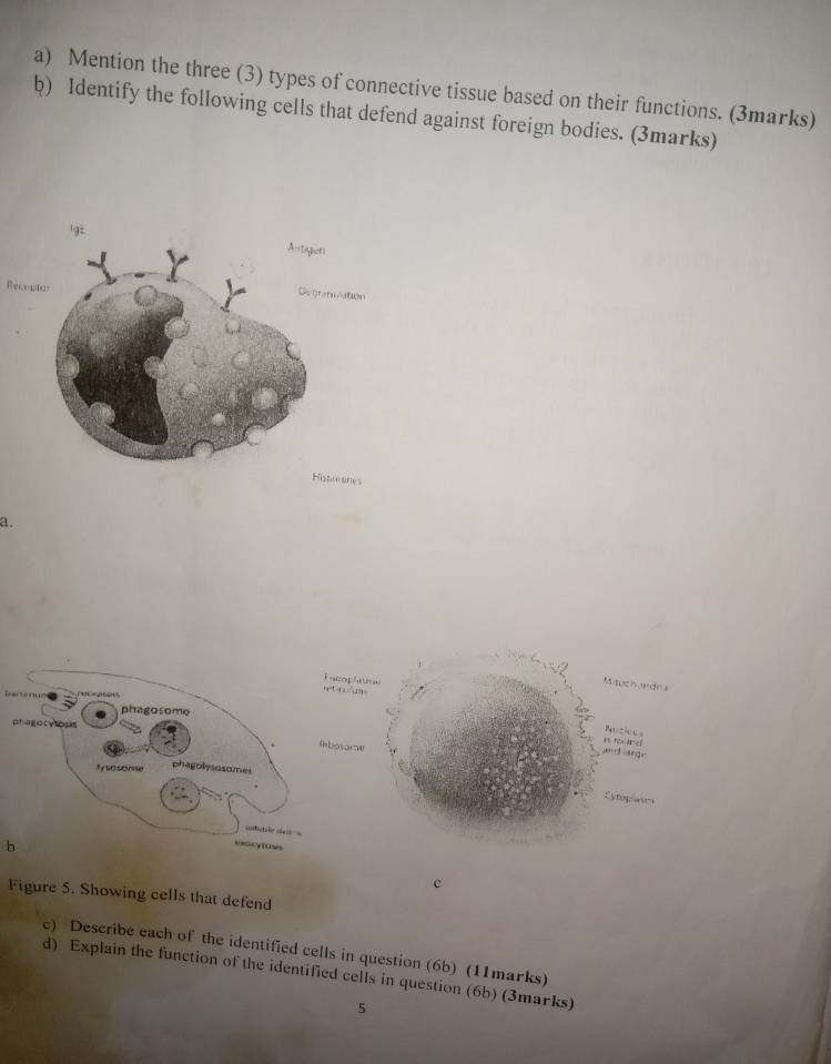 Mention the three (3) types of connective tissue based on their functions. (3marks) 
b) Identify the following cells that defend against foreign bodies. (3marks) 
Rece 
esres 
a. 
b 
c 
Figure 5. Showing cells that defend 
c) Describe each of the identified cells in question (6b) (11marks) 
d) Explain the function of the identified cells in question (6b) (3marks) 
5