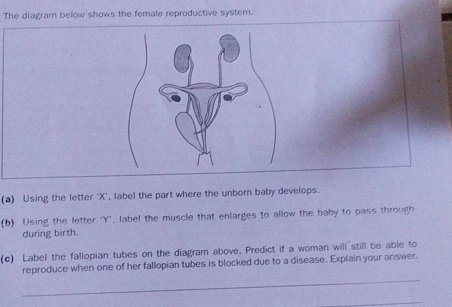 Telah dijawab:The diagram below shows the female reproductive system ...