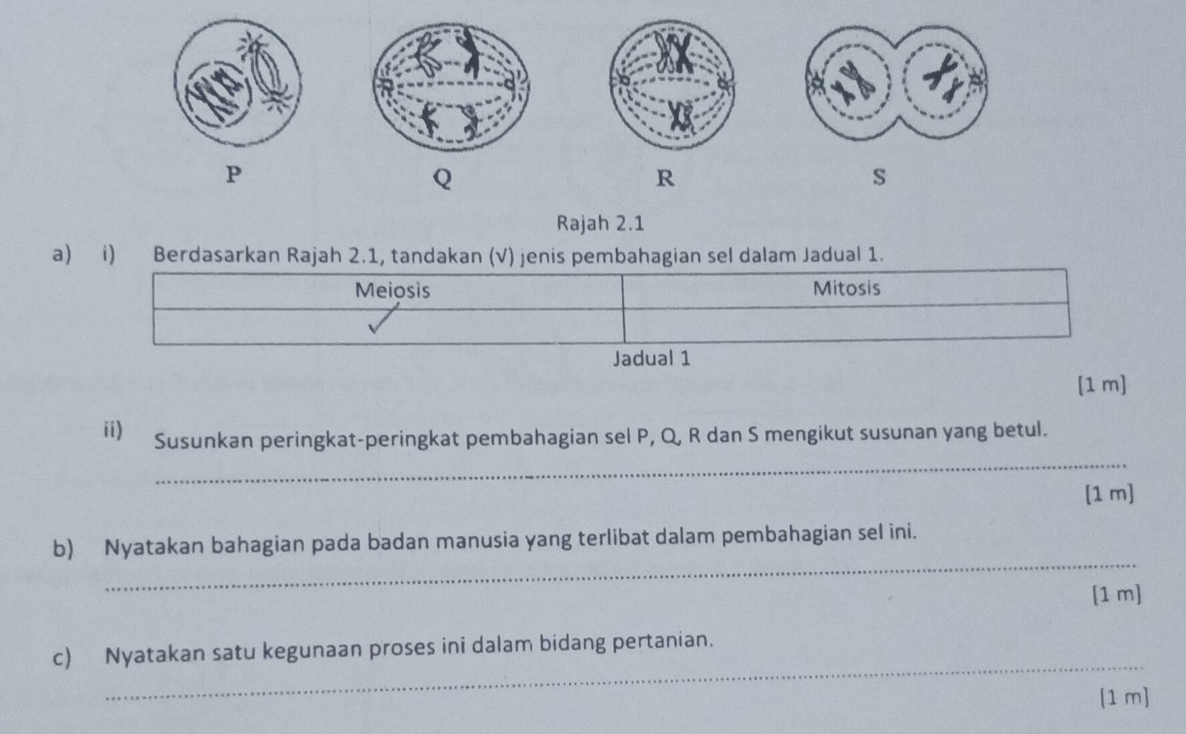 P
Q
R
S
Rajah 2.1 
a) i) Berdasarkan Rajah 2.1, tandakan (√) jenis pembahagian sel dalam Jadual 1. 
Meiosìs Mitosis 
Jadual 1 
[1 m] 
_ 
ii) Susunkan peringkat-peringkat pembahagian sel P, Q, R dan S mengikut susunan yang betul. 
[1 m] 
_ 
b) Nyatakan bahagian pada badan manusia yang terlibat dalam pembahagian sel ini. 
[1 m] 
_ 
c) Nyatakan satu kegunaan proses ini dalam bidang pertanian. 
[1 m]