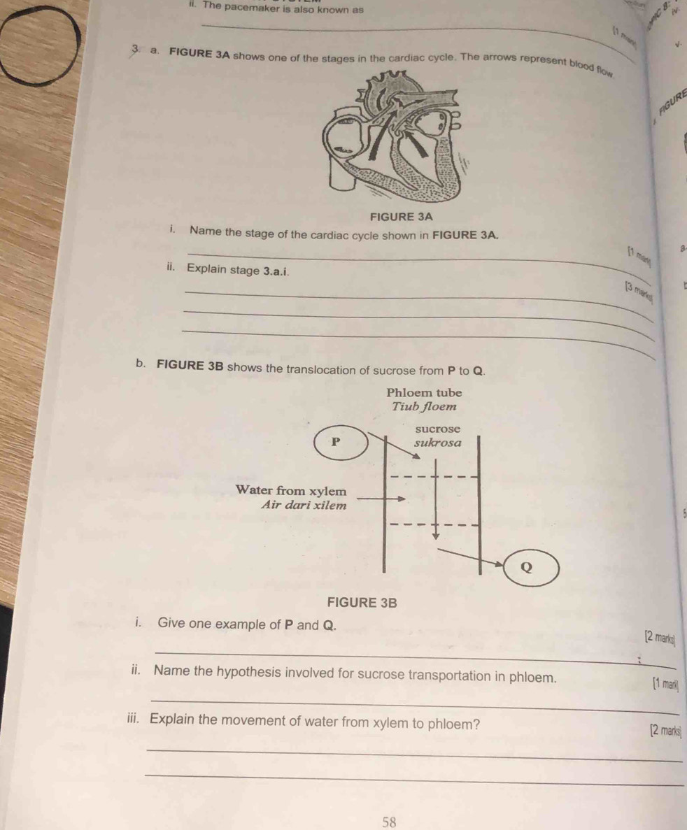 The pacemaker is also known as 
CB 
_ 
[ maine 
√. 
3. a. FIGURE 3A shows one of the stages in the cardiac cycle. The arrows represent blood flow 
G UR E 
i. Name the stage of the cardiac cycle shown in FIGURE 3A. 
a 
_[1 may 
ii. Explain stage 3.a.i. 
_[3 marks 
_ 
_ 
b. FIGURE 3B shows the translocation of sucrose from P to Q. 
Phloem tube 
FIGURE 3B 
i. Give one example of P and Q. 
_ 
[2 marks] 
_ 
ii. Name the hypothesis involved for sucrose transportation in phloem. [1 mark] 
iii. Explain the movement of water from xylem to phloem? [2 marks] 
_ 
_ 
58