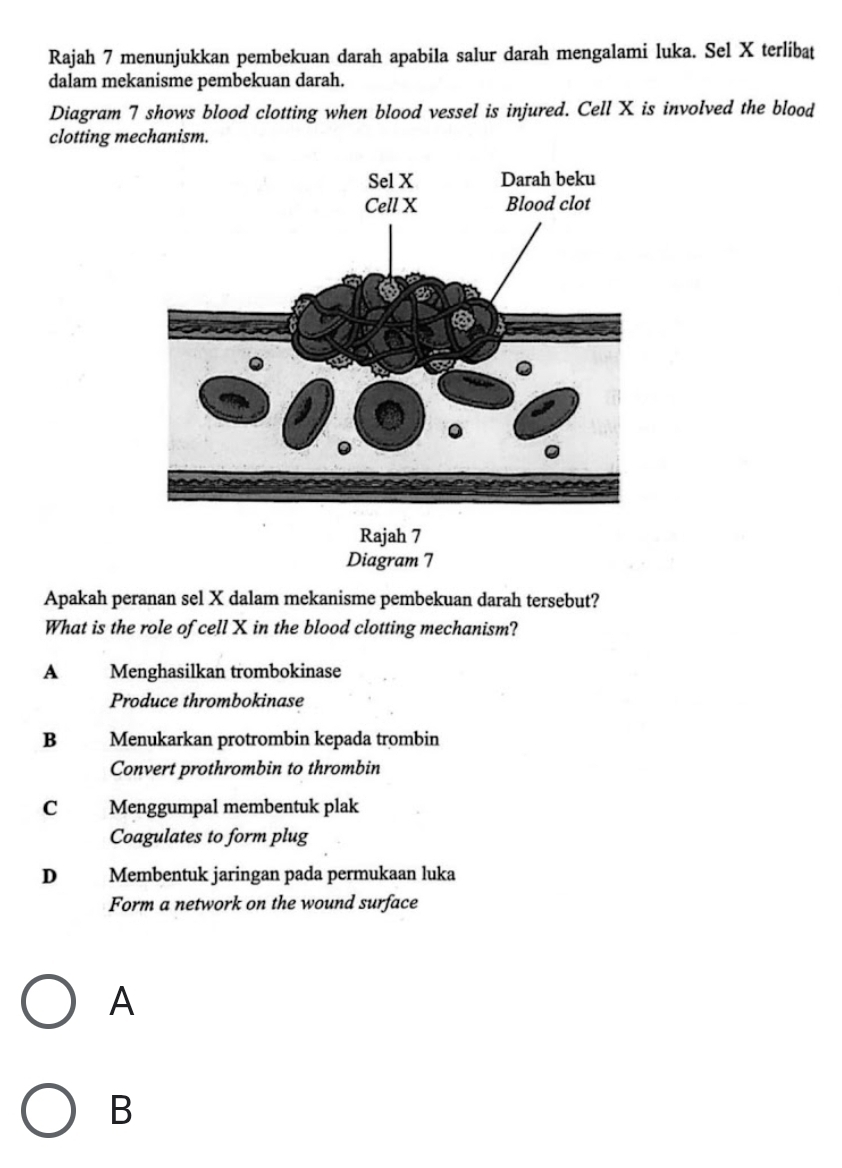 Rajah 7 menunjukkan pembekuan darah apabila salur darah mengalami luka. Sel X terlibat
dalam mekanisme pembekuan darah.
Diagram 7 shows blood clotting when blood vessel is injured. Cell X is involved the blood
clotting mechanism.
Rajah 7
Diagram 7
Apakah peranan sel X dalam mekanisme pembekuan darah tersebut?
What is the role of cell X in the blood clotting mechanism?
A Menghasilkan trombokinase
Produce thrombokinase
B Menukarkan protrombin kepada trombin
Convert prothrombin to thrombin
C Menggumpal membentuk plak
Coagulates to form plug
D Membentuk jaringan pada permukaan luka
Form a network on the wound surface
A
B