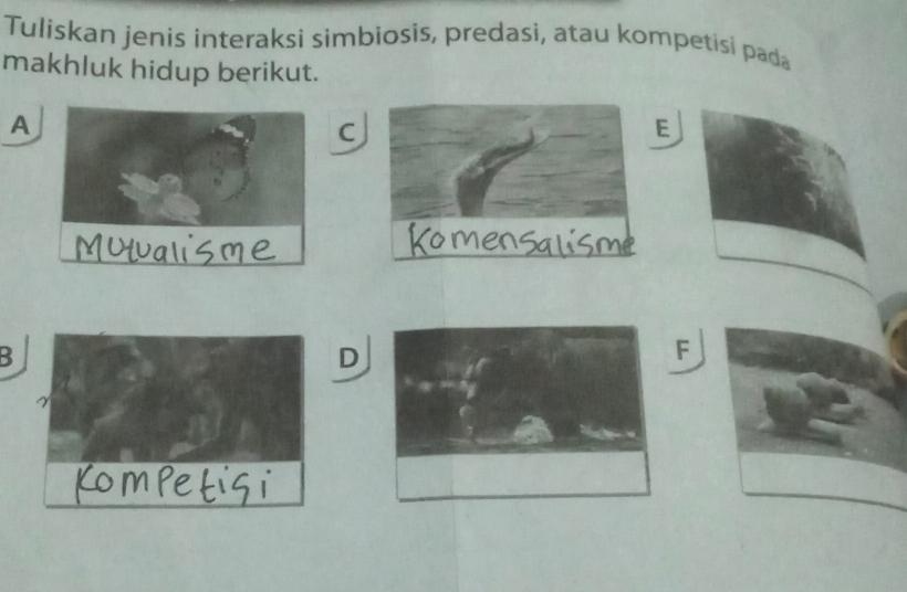 Tuliskan jenis interaksi simbiosis, predasi, atau kompetisi pada 
makhluk hidup berikut. 
A 
C 
E 
D 
F