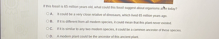 If this fossil is 65 million years old, what could this fossil suggest about organisms al.Ye today?
A. It could be a very close relative of dinosaurs, which lived 65 million years ago.
B. If it is different from all modern species, it could mean that this plant never existed.
C. If it is similar to any two modern species, it could be a common ancestor of these species.
D. A modern plant could be the ancestor of this ancient plant.